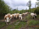 coboram in Tinoasa-6y
