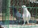 IMG_1309[1]