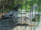 IMG_1310[1]