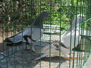 IMG_1311[1]