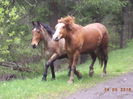 Caii la galop-6y