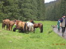 Caii legati-pp8