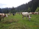 Vacile in frunte