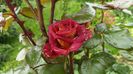 IMG_20160515_092208