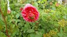 IMG_20160515_091130