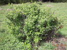 Agres de munte frumos