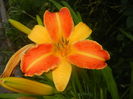 Hemerocallis Frans Hals (2015, July 14)