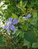 clematis Arabella