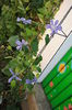 15 mai,clematis Arabella