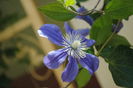 clematis Arabella