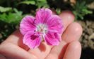 Geranium sanguineum Elke