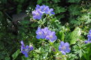 geranium johnsons-blue