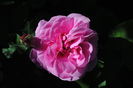 Gertrude Jekyll