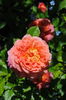 Christopher Marlowe