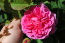 England s Rose