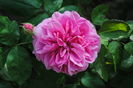 Gertrude Jekyll