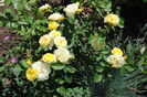 golden border(comtesse du barry)