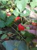 IMG-20160515-WA0030