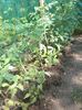 IMG-20160515-WA0029