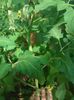 IMG-20160515-WA0024