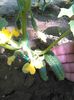 IMG-20160515-WA0007