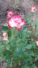 20160514_160509