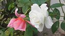 20160513_173306