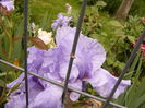Iris Pacific Mist