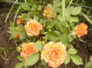 Minirosa Dimov