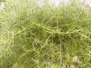 Asparagus de gradina