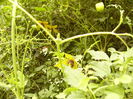Clematis Tangutica-Golden Tiara-