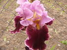 Iris Double Agent