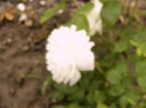 P1260831