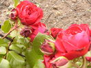 Rosa red Leonardo da Vinci