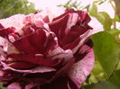 P1260835