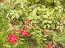 Rosa Morsdag rosu