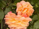 Rosa Westerland