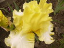 Iris Sunshine and snow