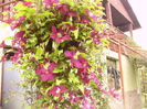 Clematis Warszawska Nike