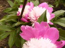 Paeonia Gay Paree