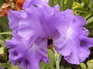 Iris Memphis blues