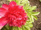 Paeonia Red Charm