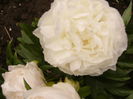 Paeonia Mother,s choice