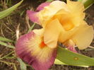 Iris Jazz Band