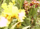 Iris Local Hero?