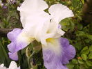 Iris Sea kist