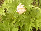 Paeonia Itoh Julia Rose