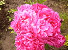 Paeonia Kansas