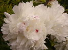 Paeonia Boule de neige