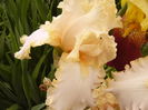 Iris Queen of hearth